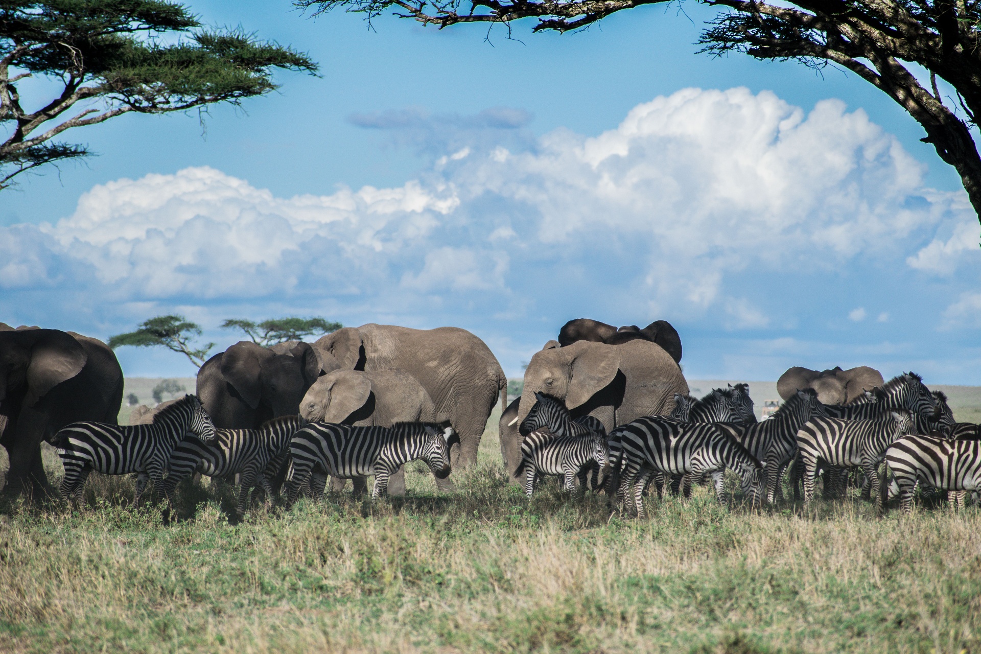 Elefantes y cebras en la sabana del Cráter de Ngorongoro, Tanzania