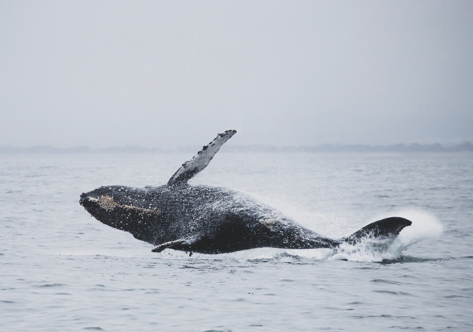 Ballena jorobada saltando fuera del agua en el Pacífico colombiano