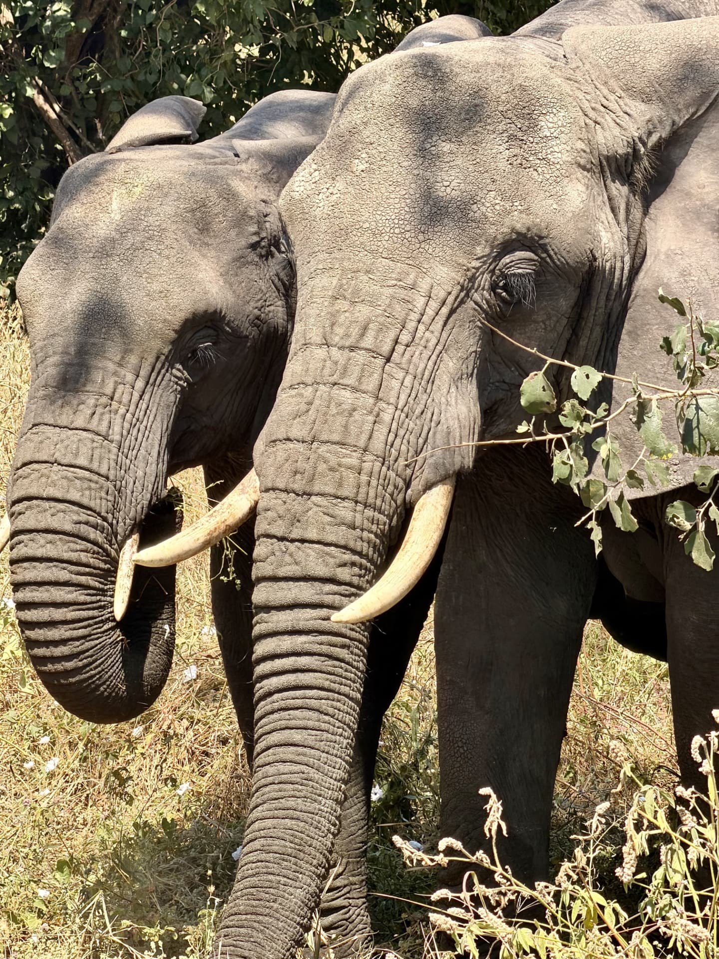 Pareja de elefantes con grandes colmillos en el Parque Nacional Tarangire, Tanzania