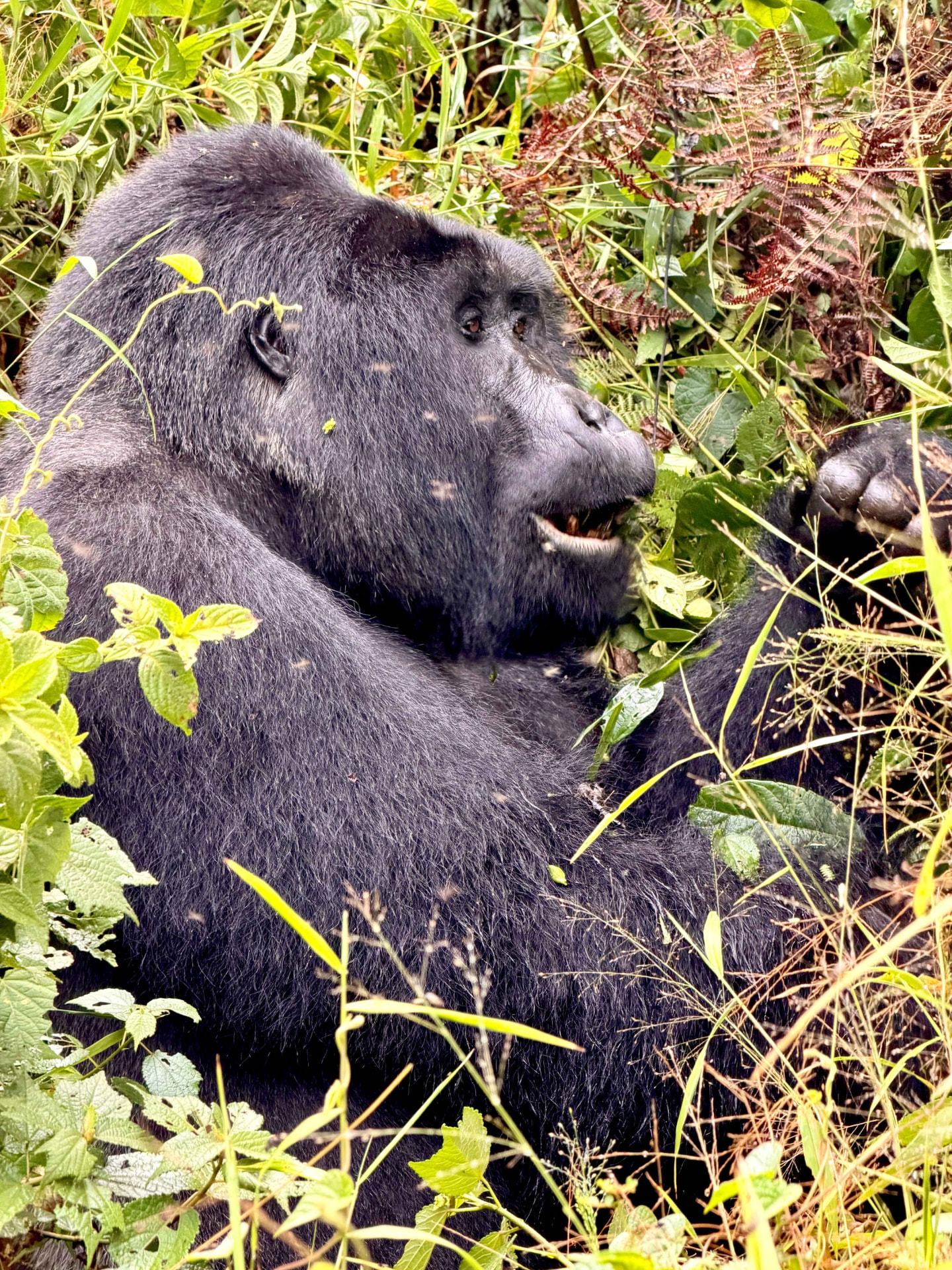 Gorila de montaña de perfil en el Bosque Impenetrable de Bwindi, Uganda