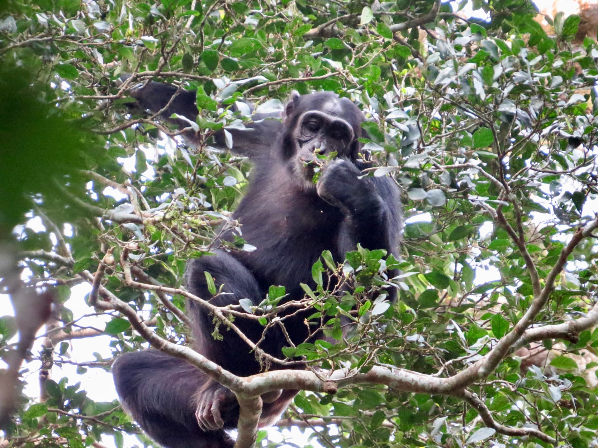 Chimpancé descansando en las ramas de Kibale, Uganda