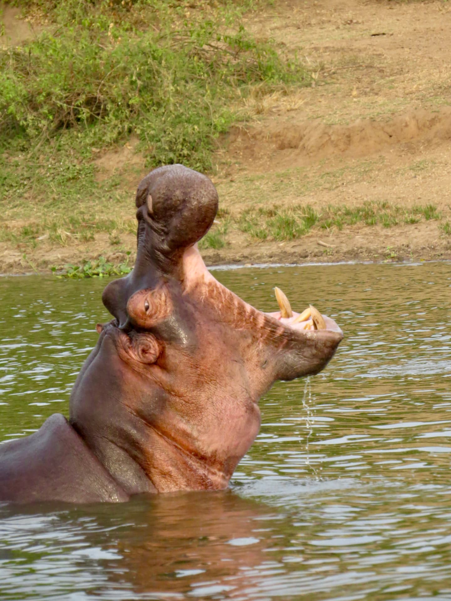 Hipopótamo abriendo la boca en el río Nilo, Uganda