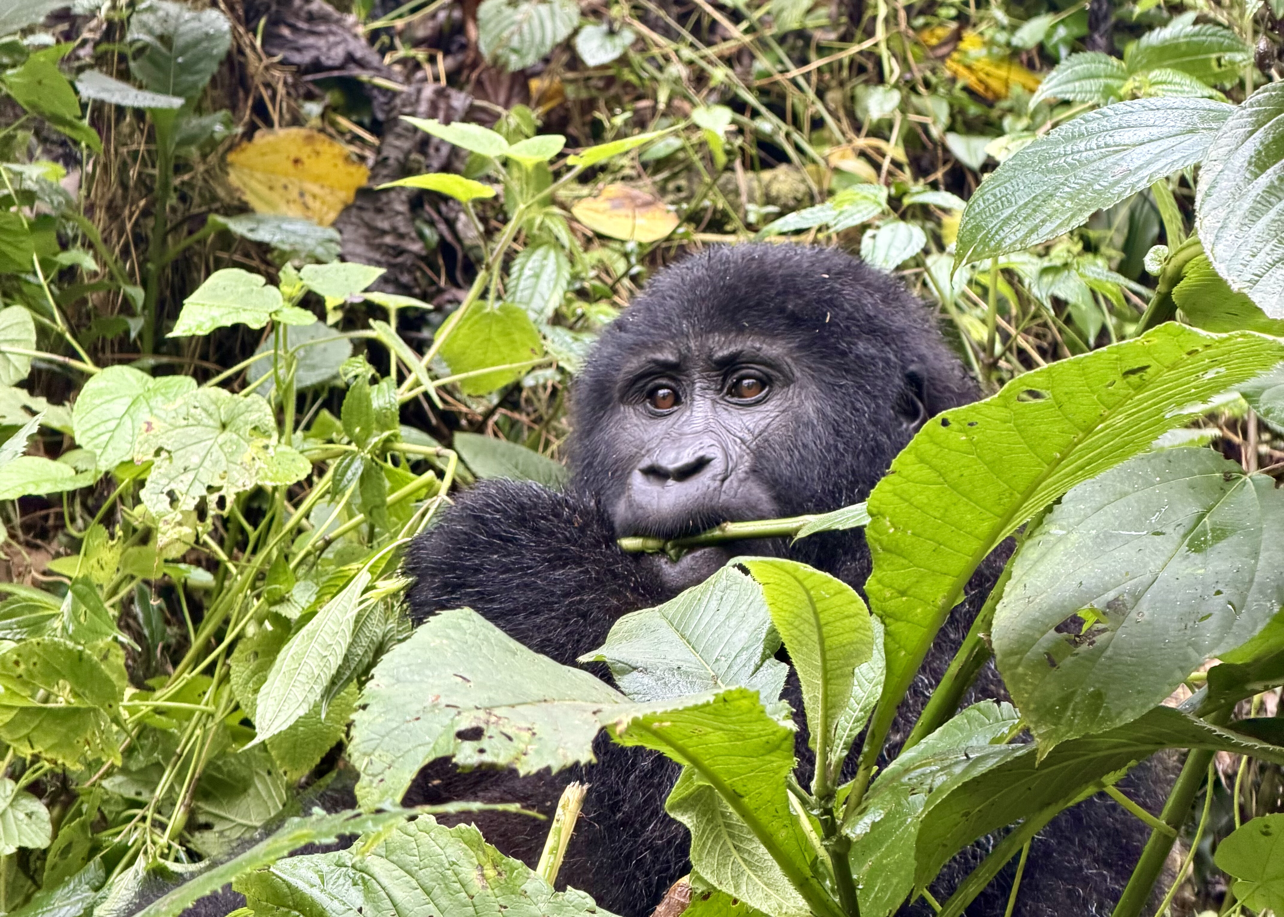 Uganda 2027
