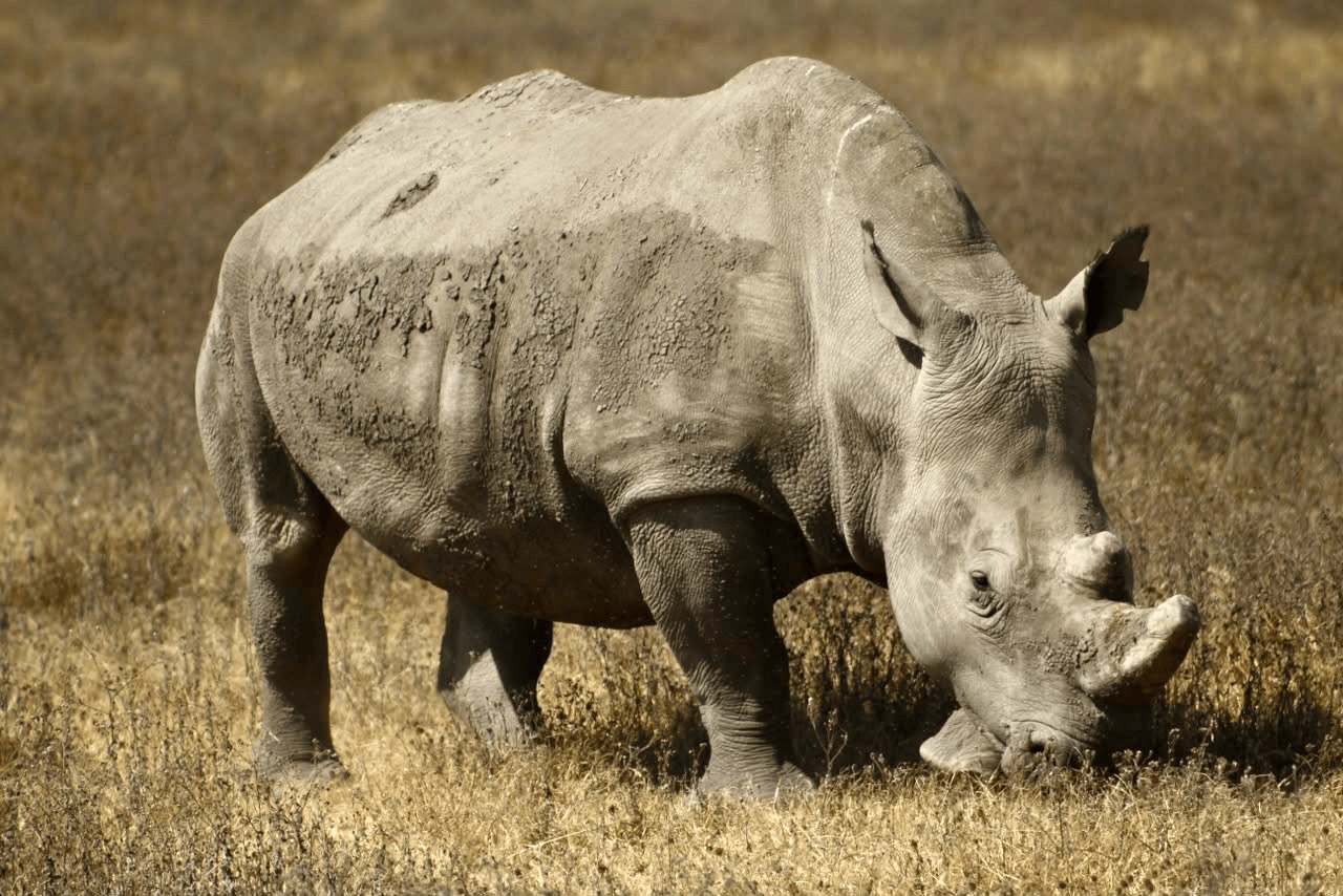 Rinoceronte pastando en la sabana del Cráter de Ngorongoro, Tanzania