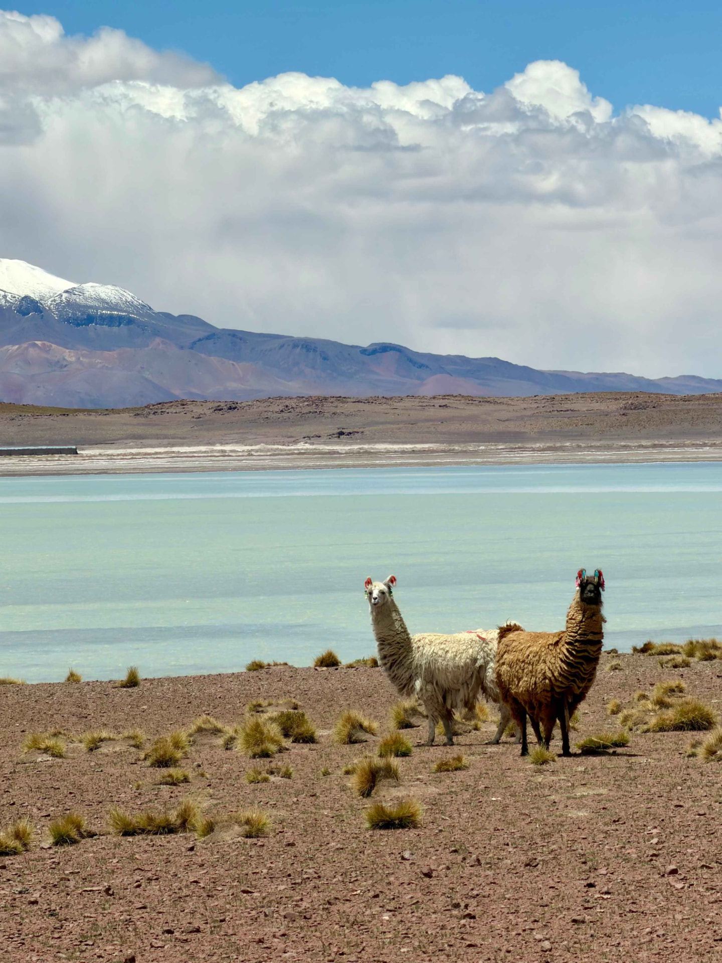 Flamencos andinos en una laguna del altiplano boliviano