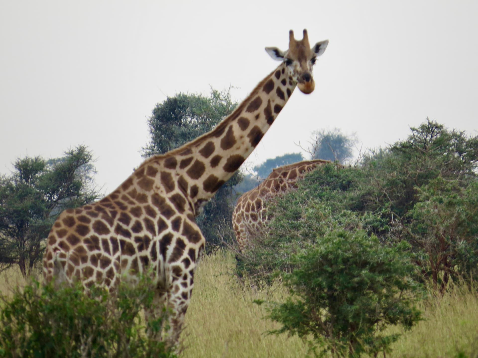 Jirafas de Rothschild en la sabana de Murchison Falls, Uganda