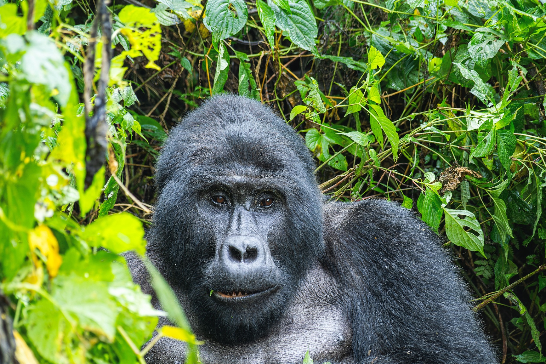 Gorila de montaña en Uganda, artículo de la Revista Weppa