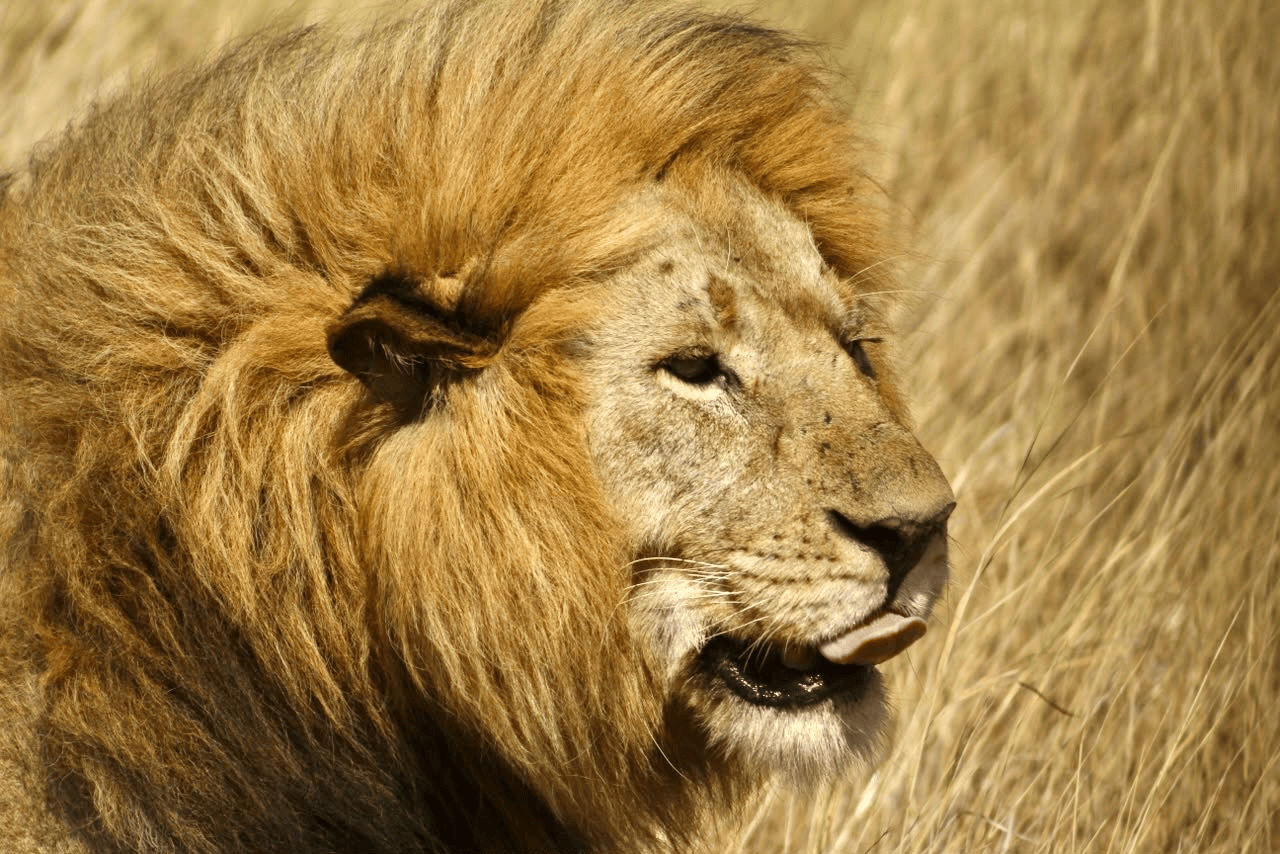 León macho de melena dorada en la sabana de Tanzania