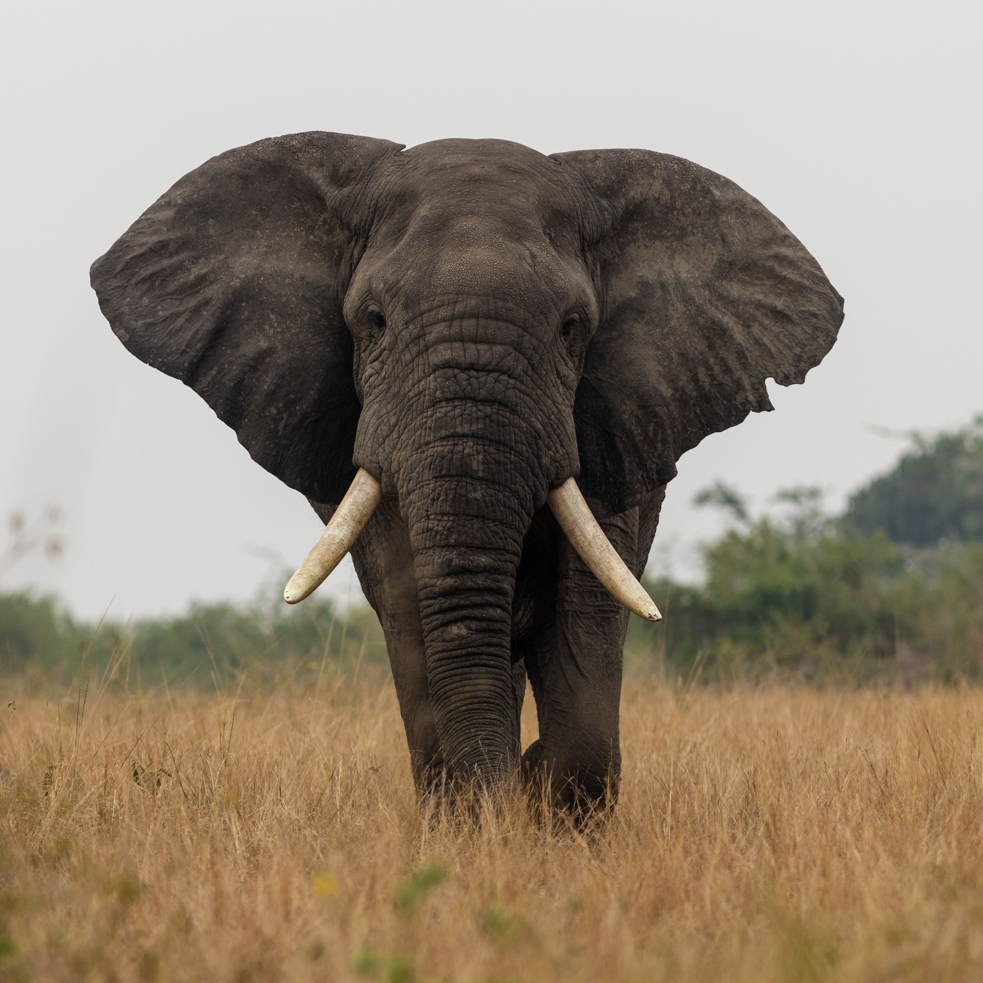 Uganda