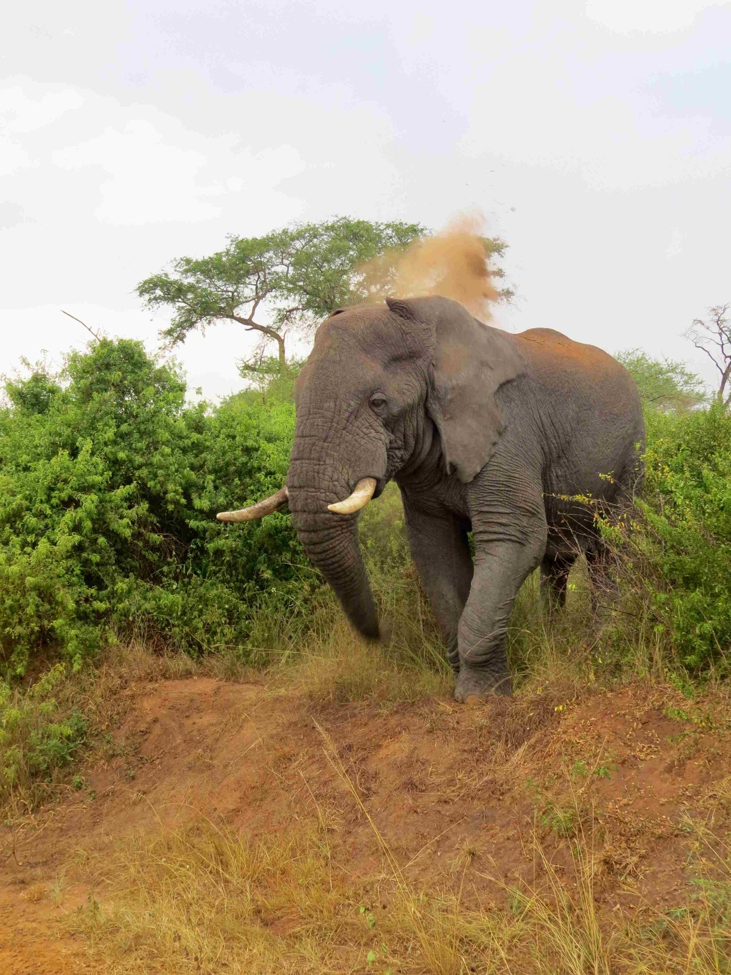 Elefante africano en la sabana de Uganda