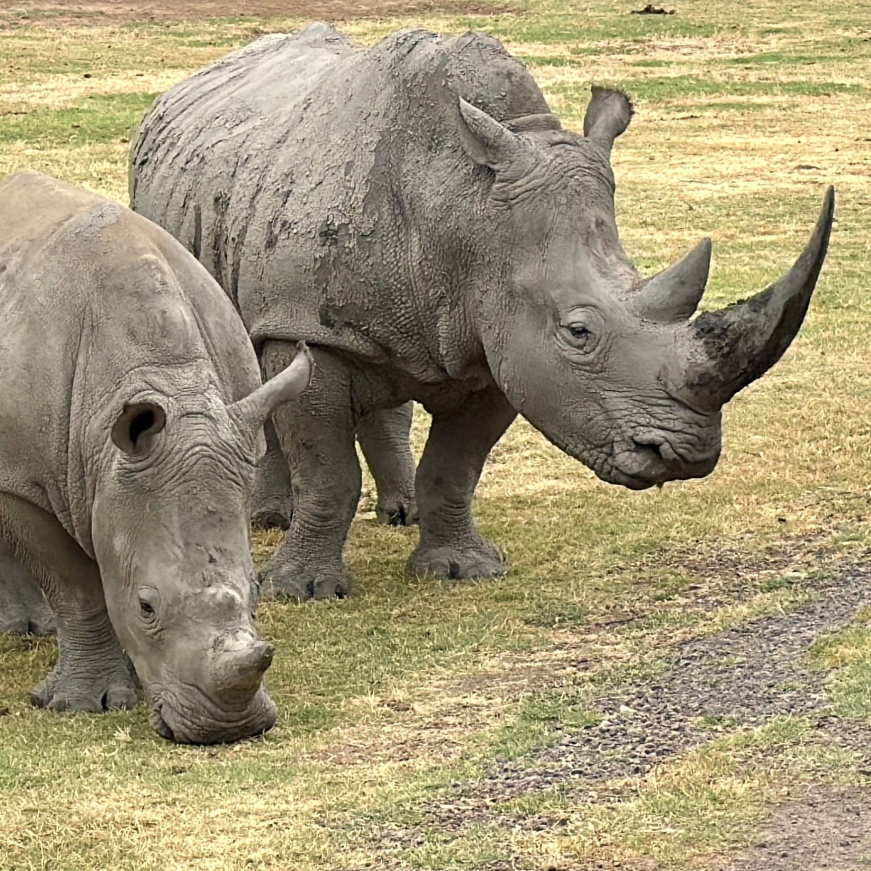Rinoceronte blanco en el Santuario de Ziwa, Uganda