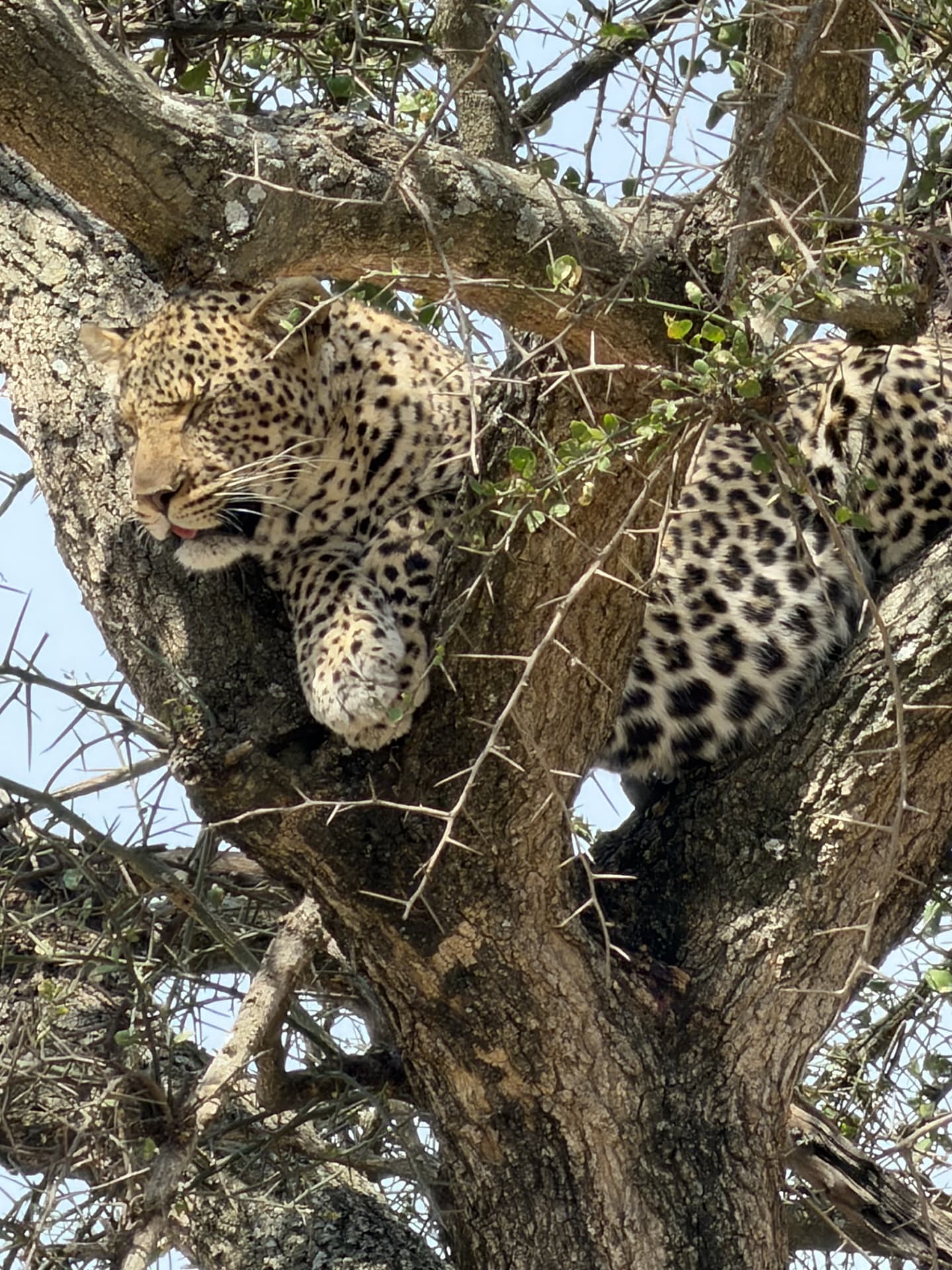Leopardo descansando en la rama de un acacia en el Serengeti, Tanzania